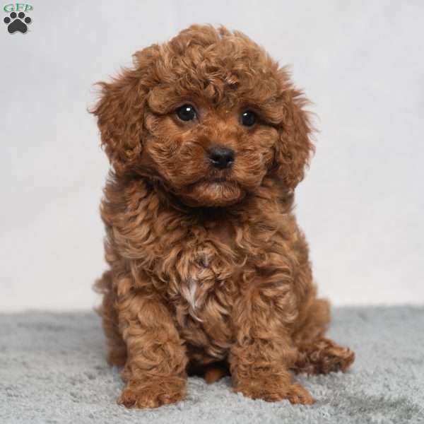 Quincy, Cavapoo Puppy